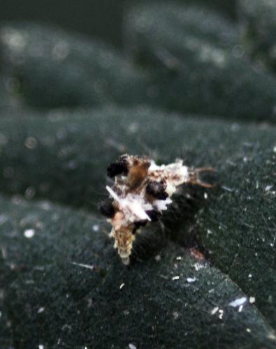 Chrysopa sp.